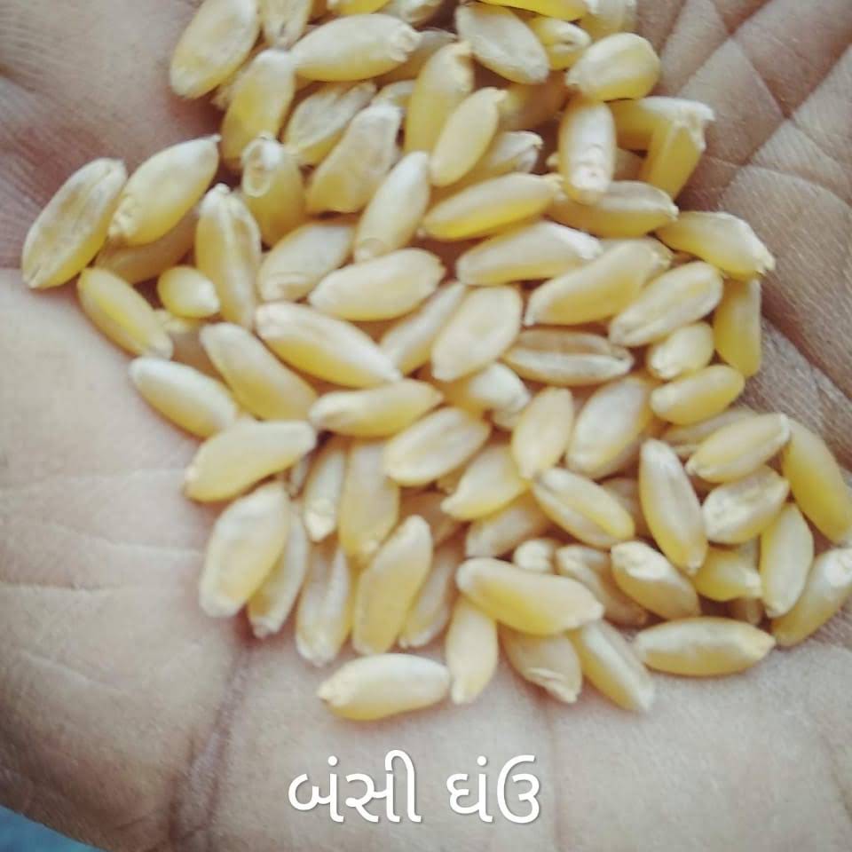 Organic Bansi Wheat